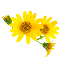 Arnica