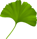 Ginkgo biloba extract
