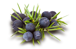 Juniper essence