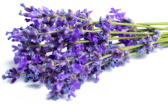 Lavender essence