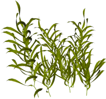 Seaweed