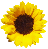 Helianthus annuus (sunflower)